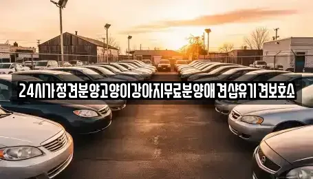 광주광역시 광산구 안청동 중고차매입 전문 24시가정견분양고양이강아지무료분양애견샵유기견보호소